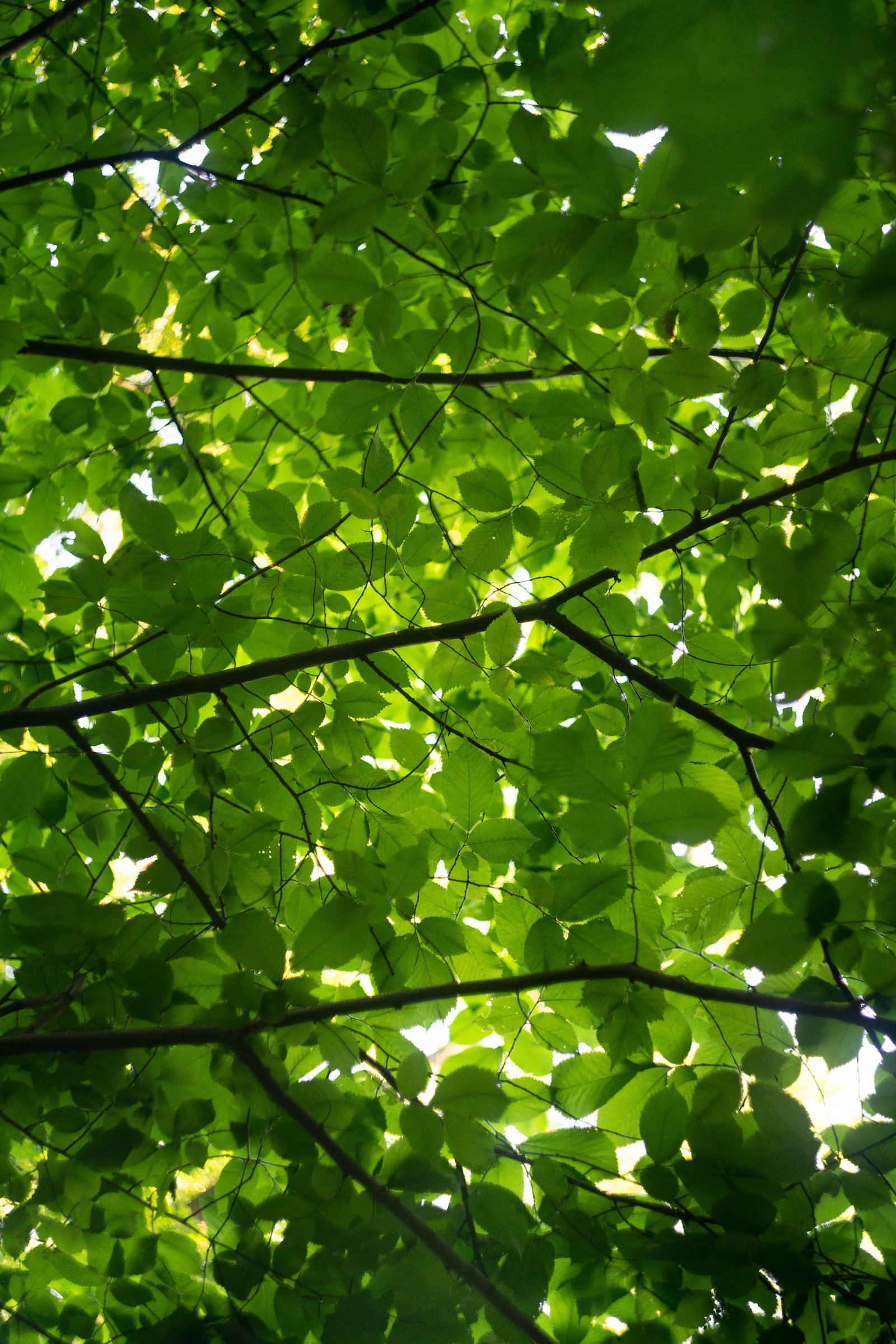 Sunlight filtering through green leaves